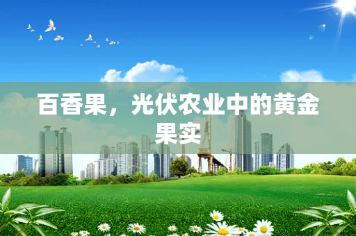 百香果，光伏农业中的黄金果实