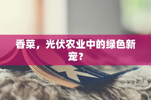 香菜，光伏农业中的绿色新宠？