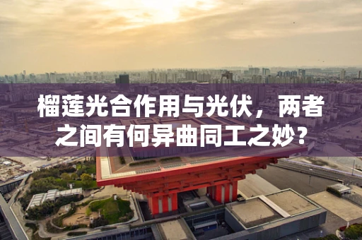 榴莲光合作用与光伏，两者之间有何异曲同工之妙？